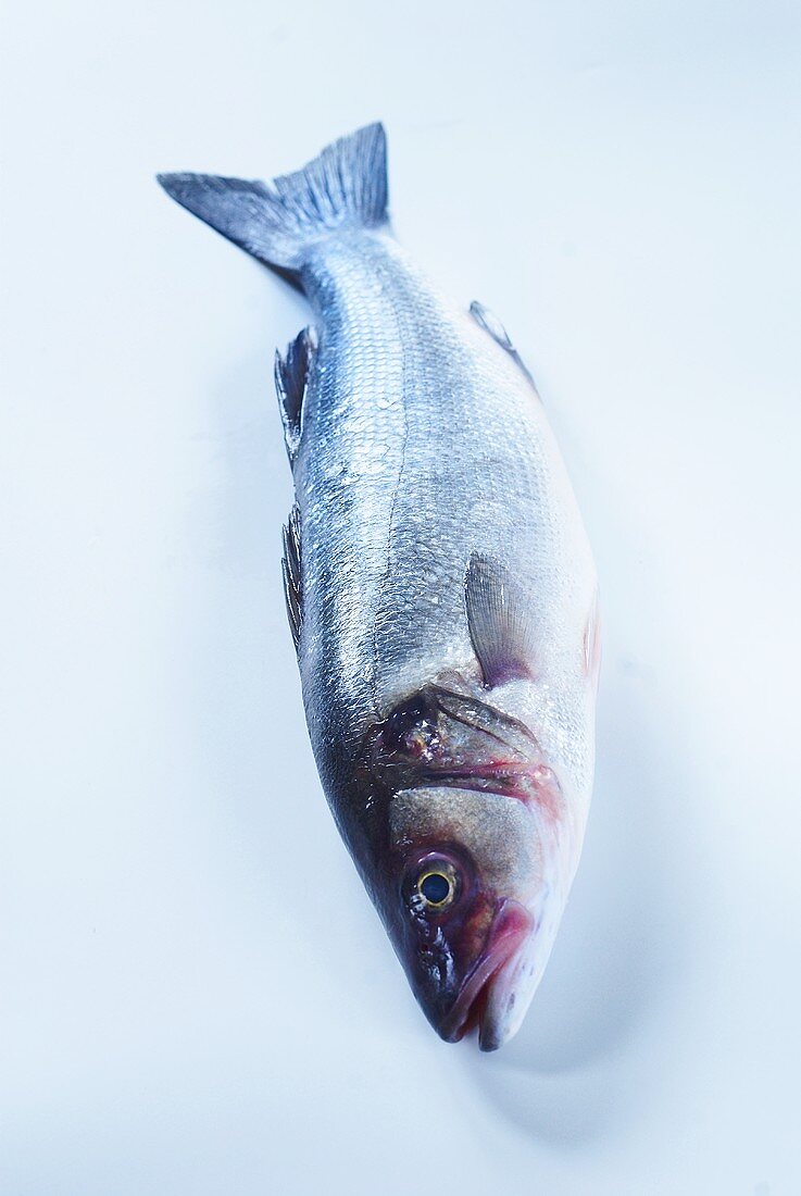 A fresh sea bass on pale blue background