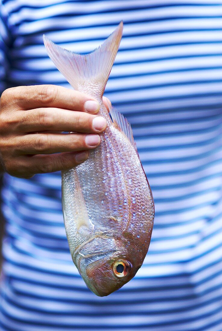 A hand holding a fresh sea bream