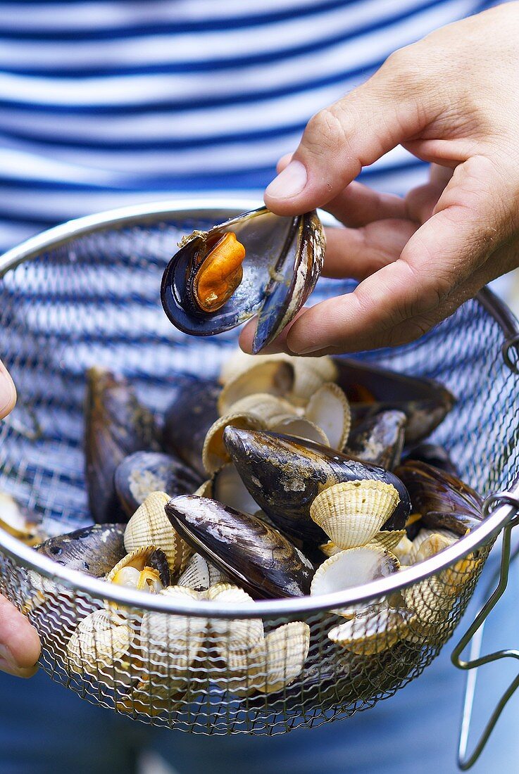 A hand holding an opened mussel over a sieve containing shellfish