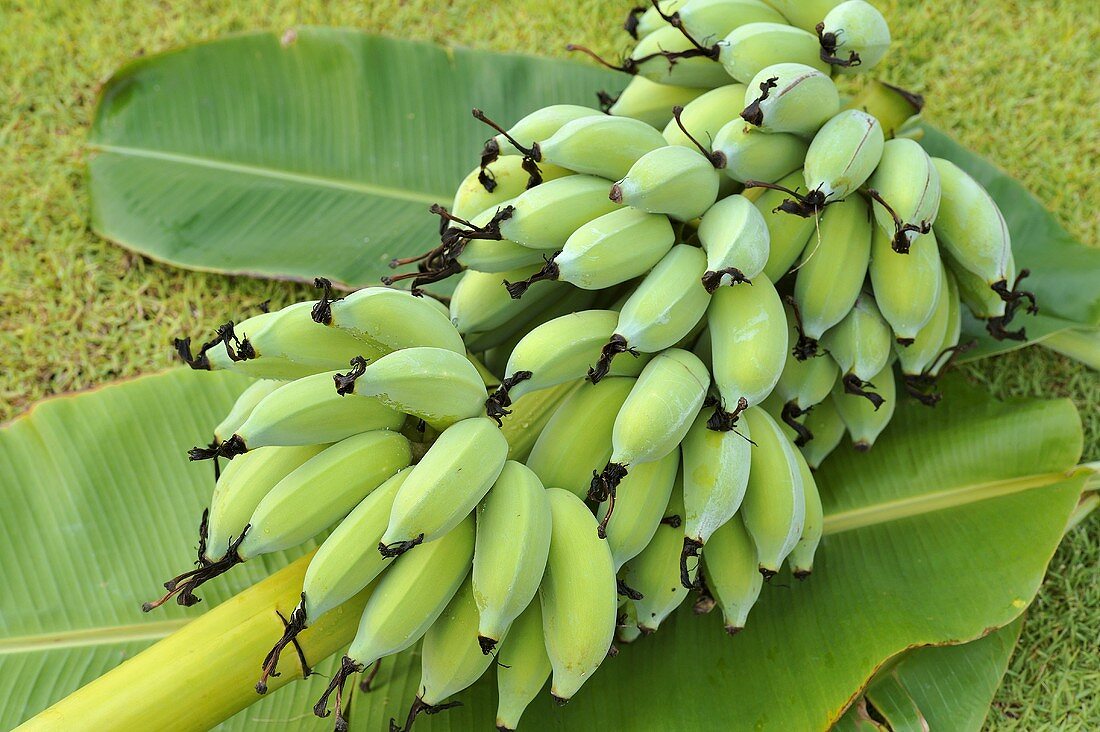 Bunch of unripe bananas