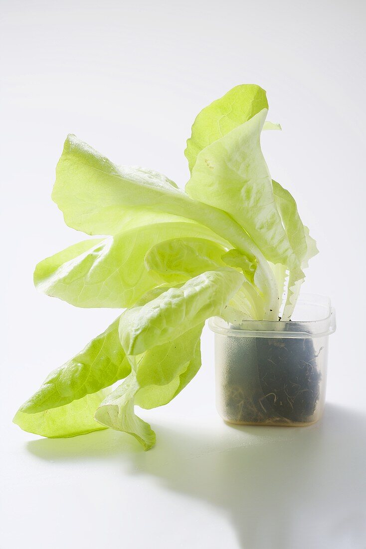 Ein Salatpflänzchen