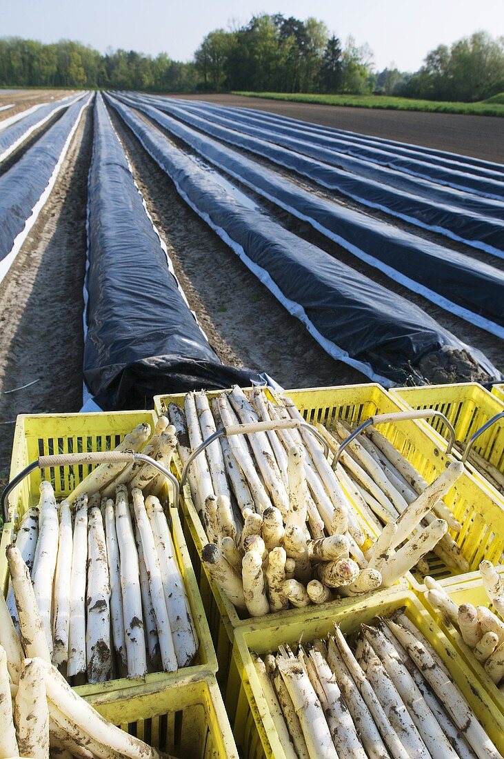 Baskets of white asparagus in the field