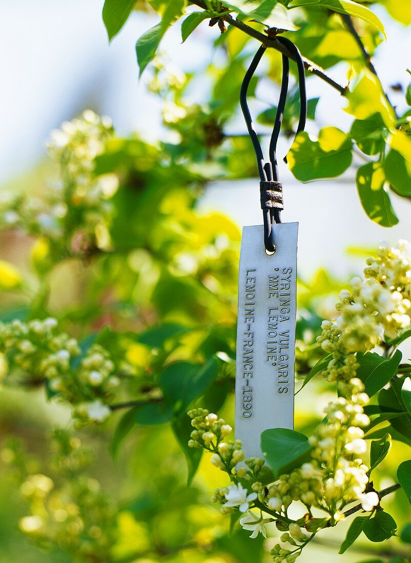 Weisser Fliederstrauch mit Schild