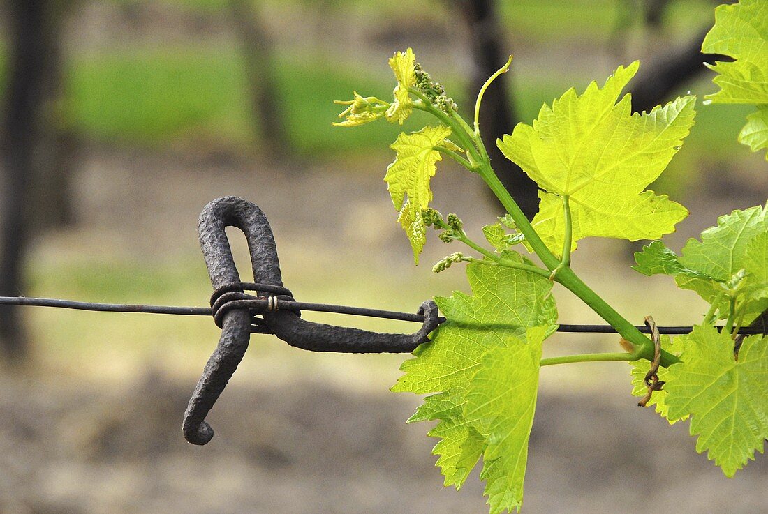 An old wire tensioner with young vine shoot