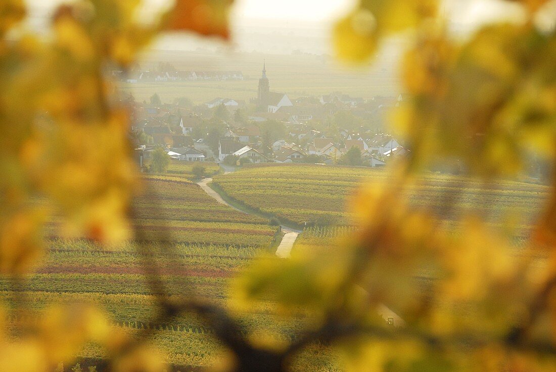 Blick durch die Reben auf den Weinort Hainfeld, Pfalz, Deutschland