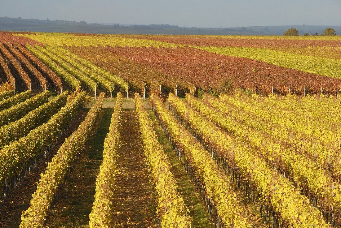 Herbststimmung in einem Weinberg bei Wachenheim, Pfalz, Deutschland