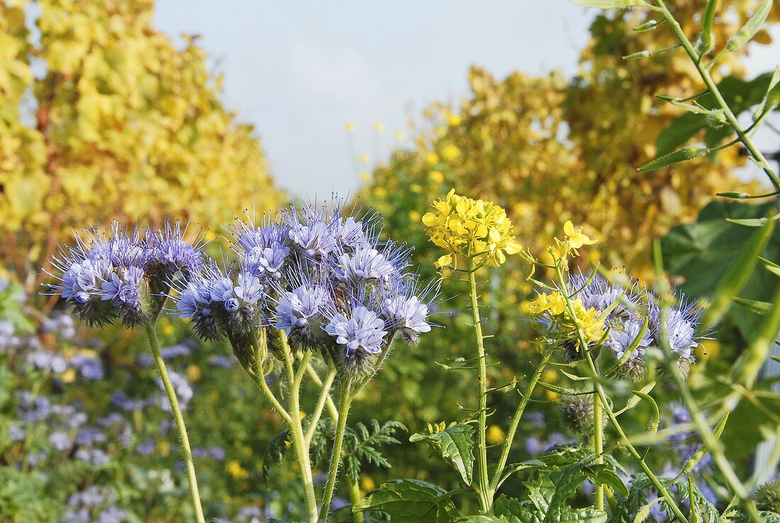 Blühende Phacelia (Bienenweide) in einer Rebzeile, Pfalz, Deutschland