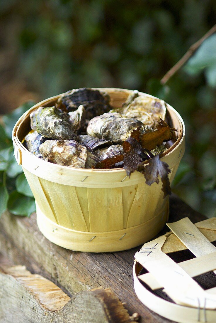 Fresh oysters in woodchip basket
