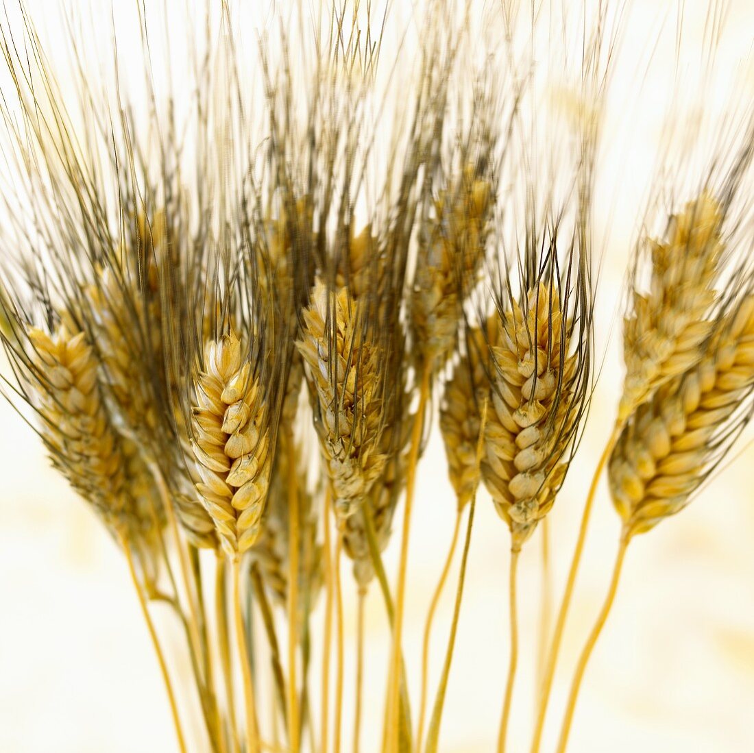 Several ears of wheat