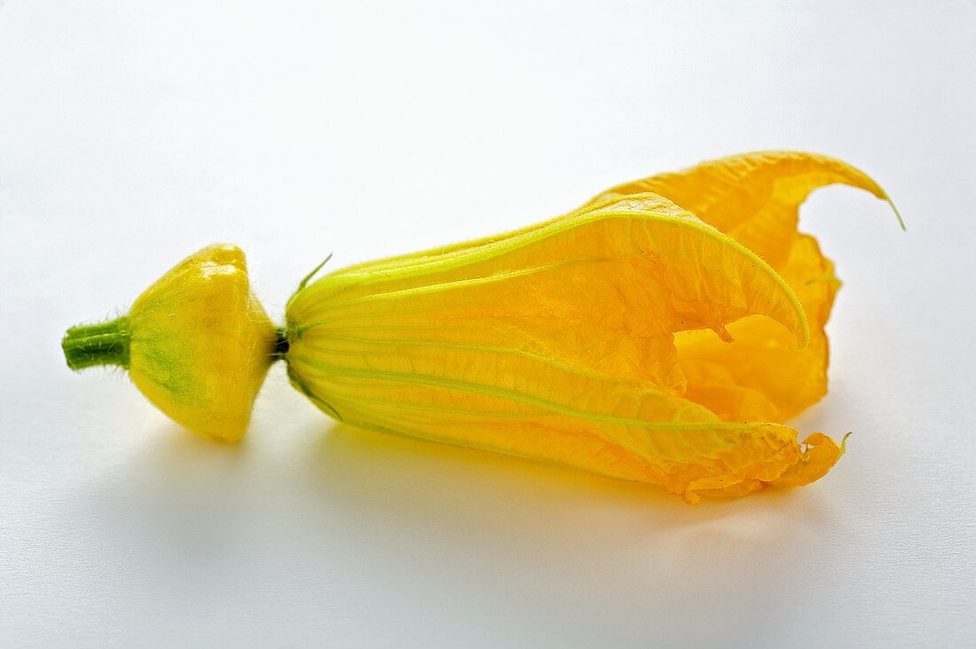 Yellow patty pan squash with flower
