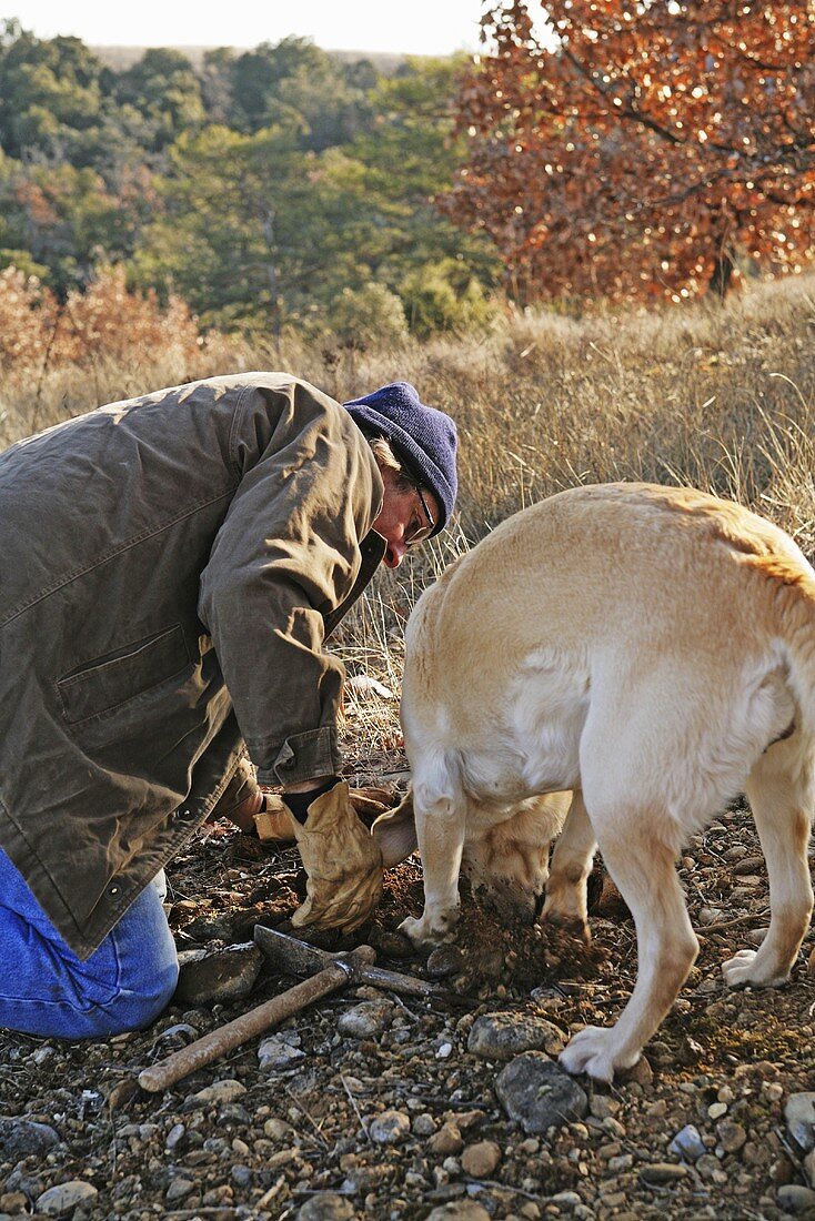 Man truffle hunting with dog (France)