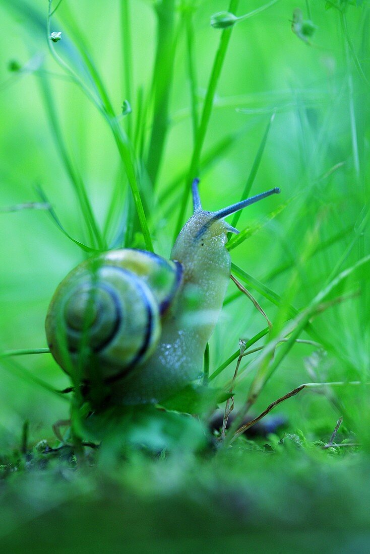 Schnecke im Gras