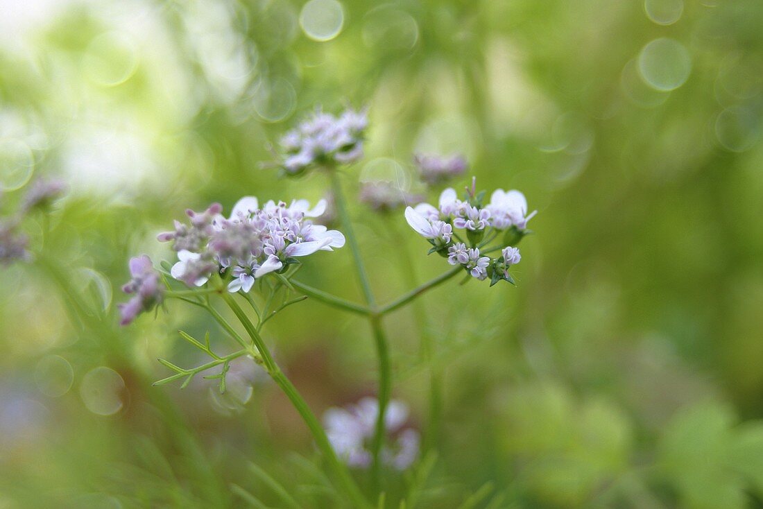 Flowering coriander