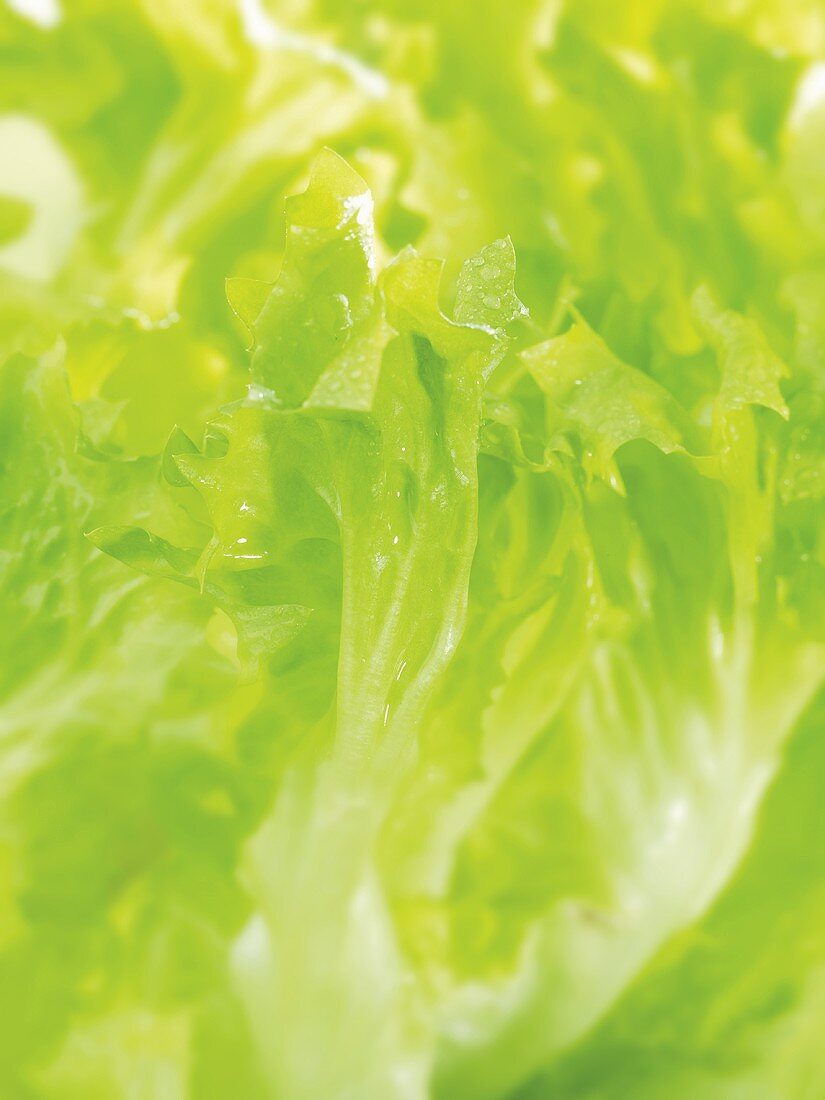 Lettuce (close-up)