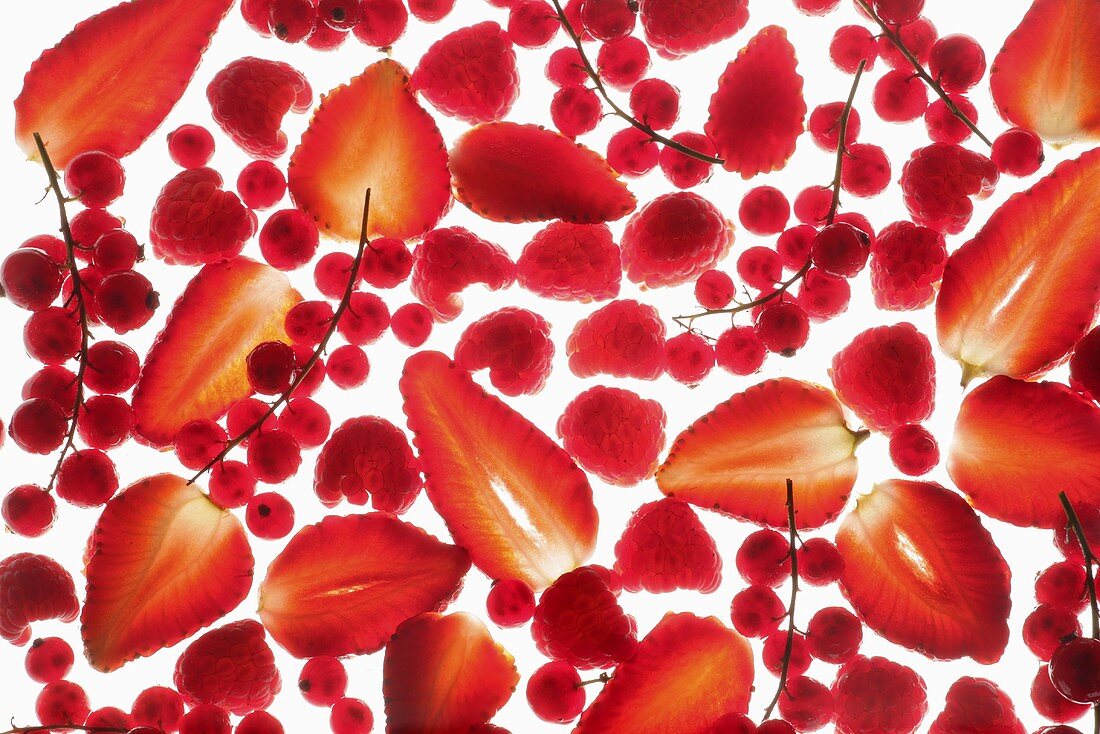 Rote Beeren (bildfüllend, durchleuchtet)