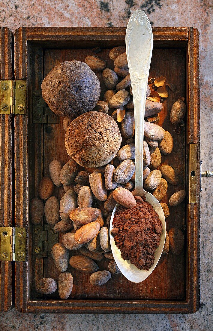 Roasted cocoa beans and cocoa powder in spoon
