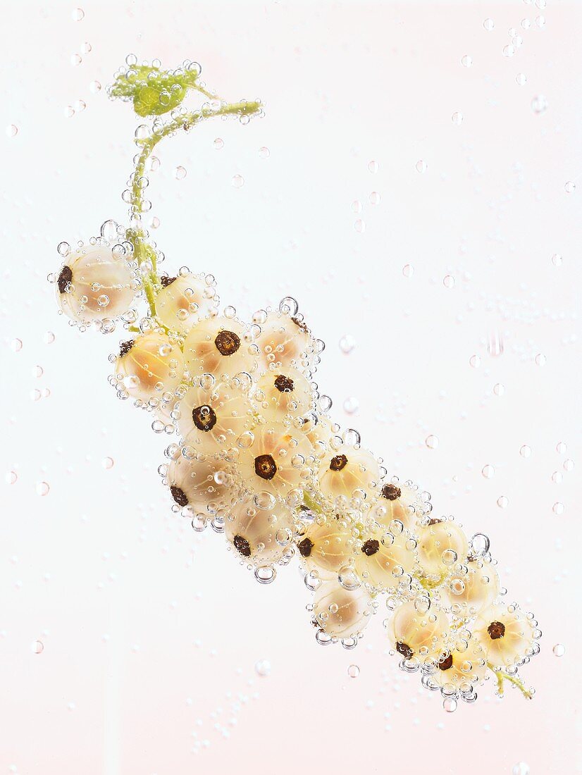 Cluster of white currants in water
