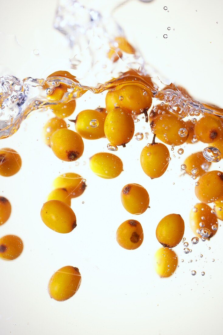 Sea buckthorn berries in water