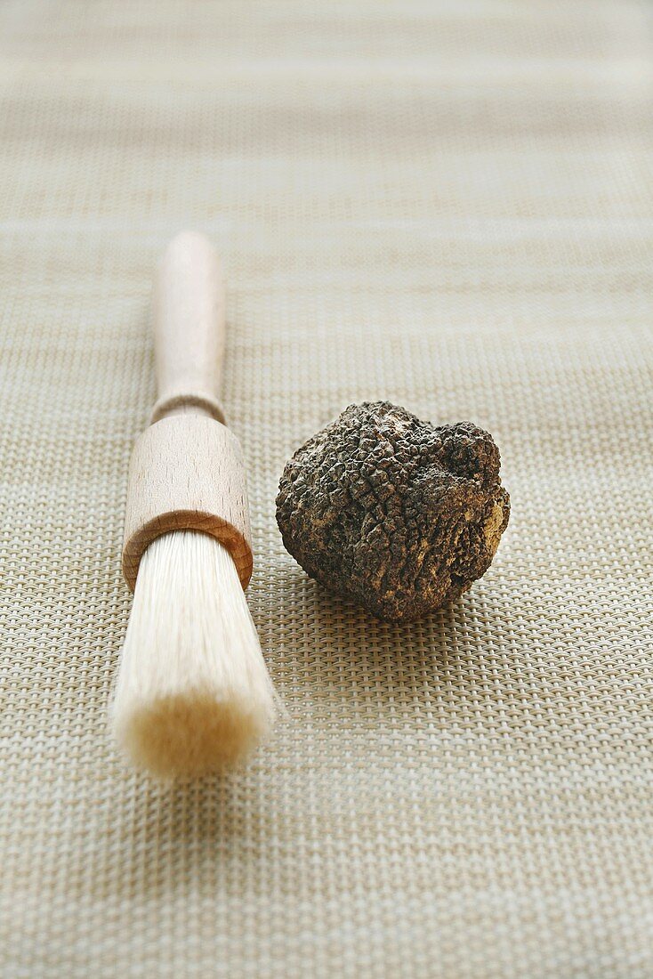 Black truffle (Périgord truffle) with brush
