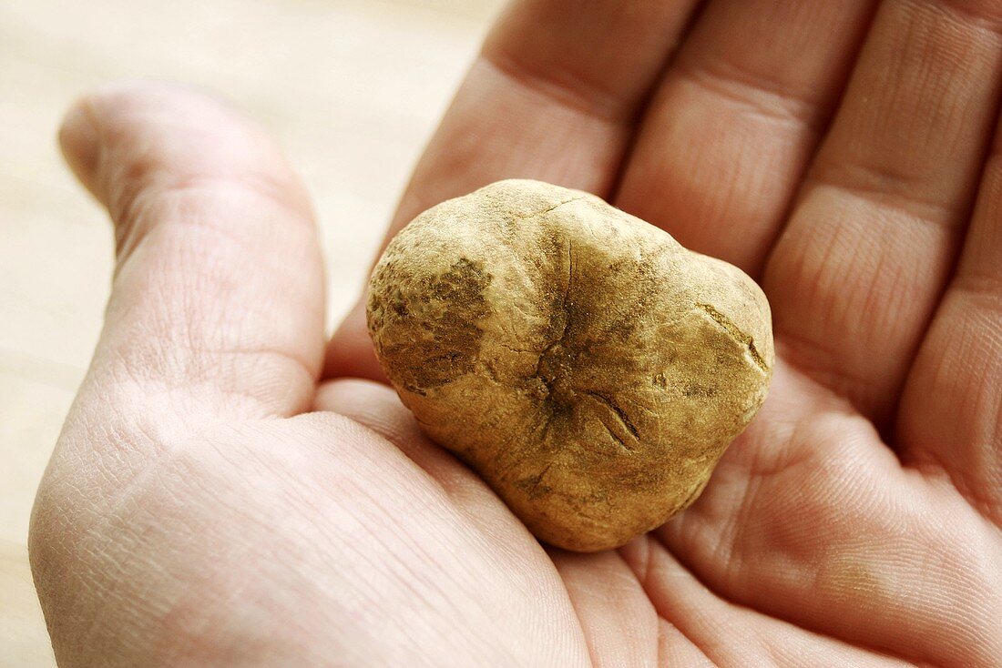 Hand holding white truffle (Alba truffle)