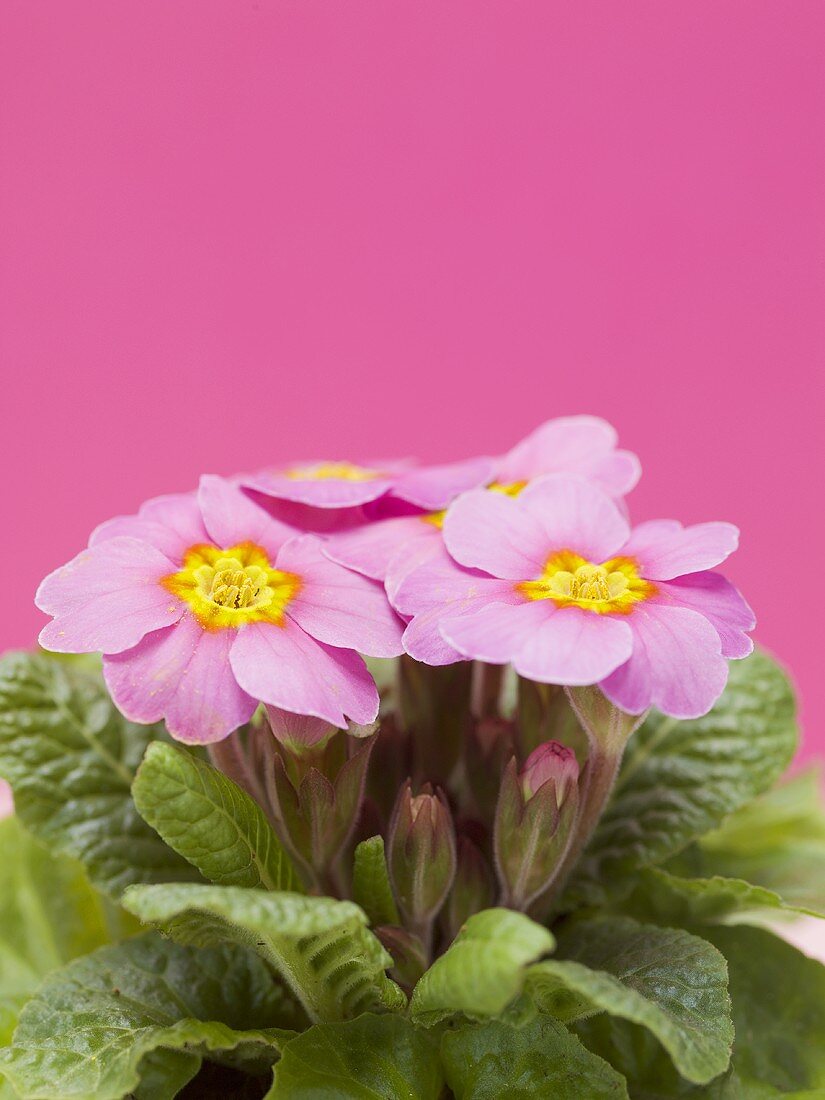 Pink primroses