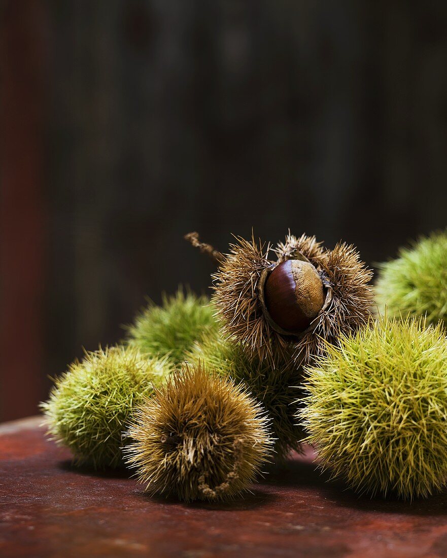 Sweet chestnuts in their prickly shells
