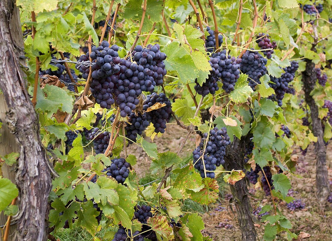 Dornfelder grapes on vines