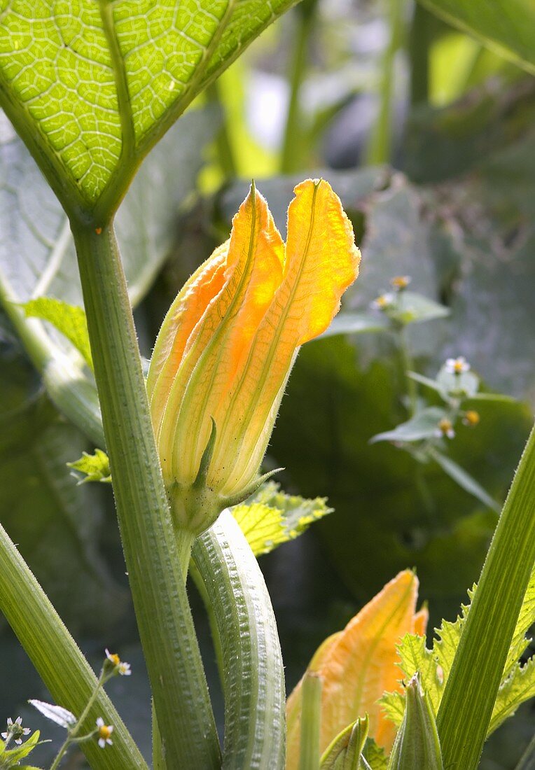 Courgette flowers on the plant
