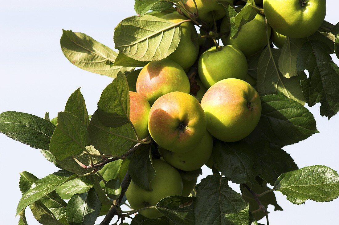 'Bittenfelder' apples on the tree
