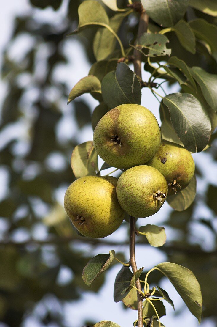 'Gelbmöstler' pears on the tree
