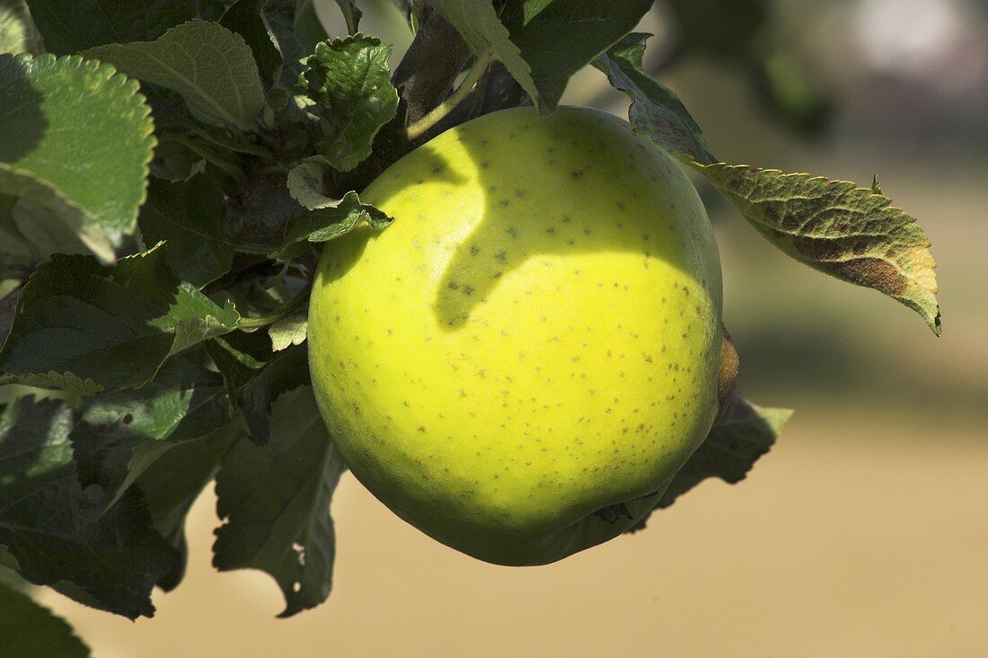 Ein Apfel der Sorte Josef Musch am Baum