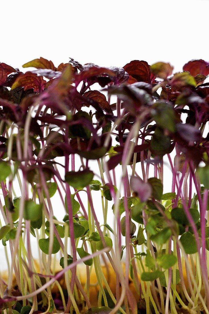 Red daikon cress