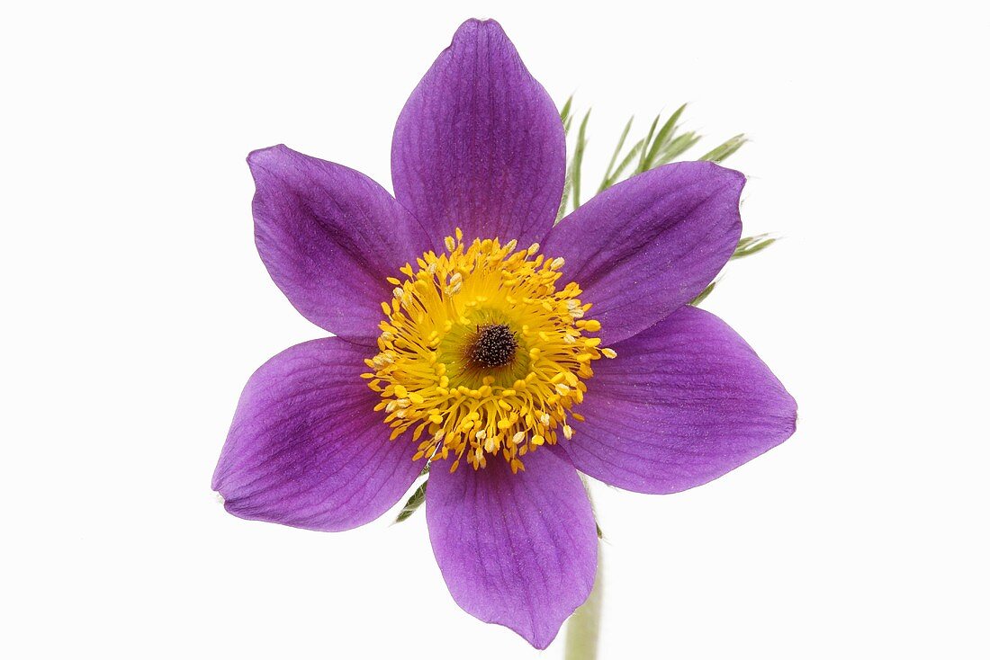 Kuhschelle (Pulsatilla vulgaris)