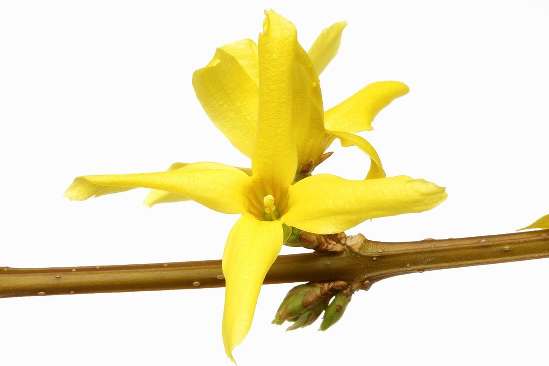 Blüte der Forsythie (Forsythia intermedia suspensa)