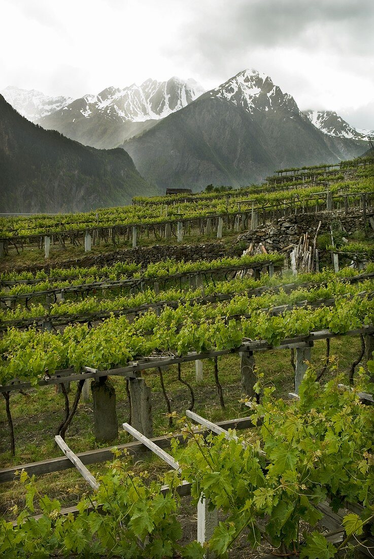 Blanc de Morgex (Wine-growing region in Aosta Valley, Italy)