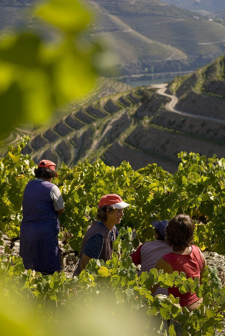 Women picking grapes, Quinta do Crasto, Portugal