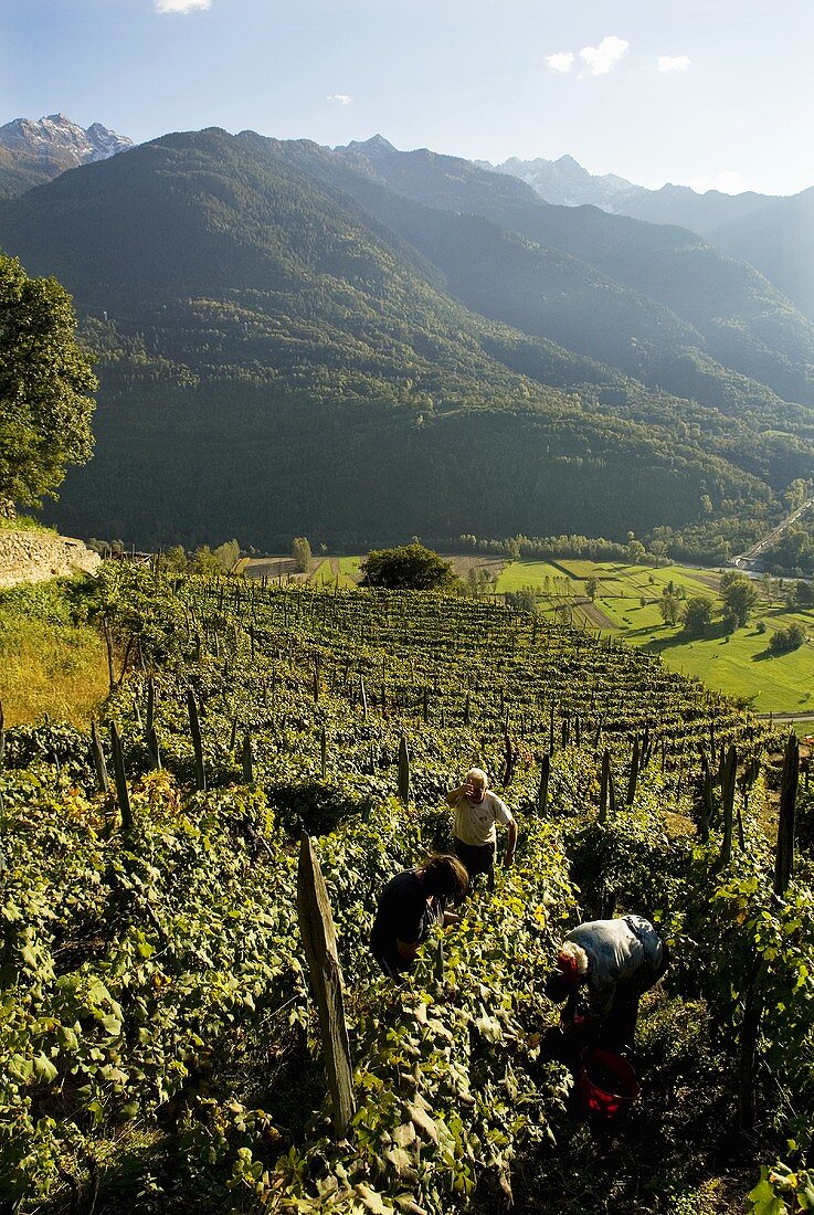 Weinlandschaft, Veltlin, Lombardei, Italien