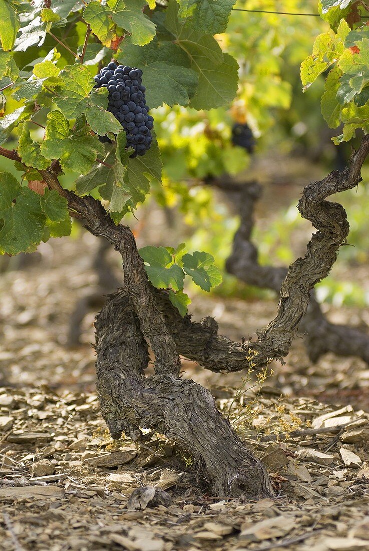 Grapes on the vine, Douro, Portugal