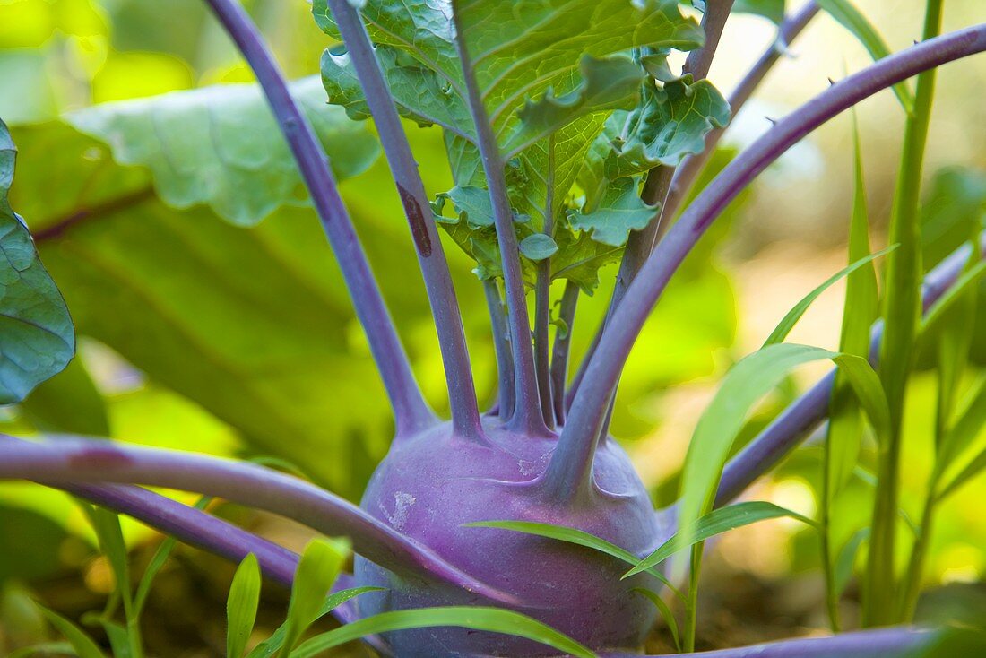 Ein Kohlrabi auf dem Feld