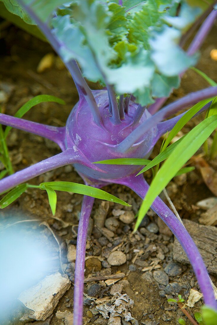 Ein Kohlrabi auf dem Feld