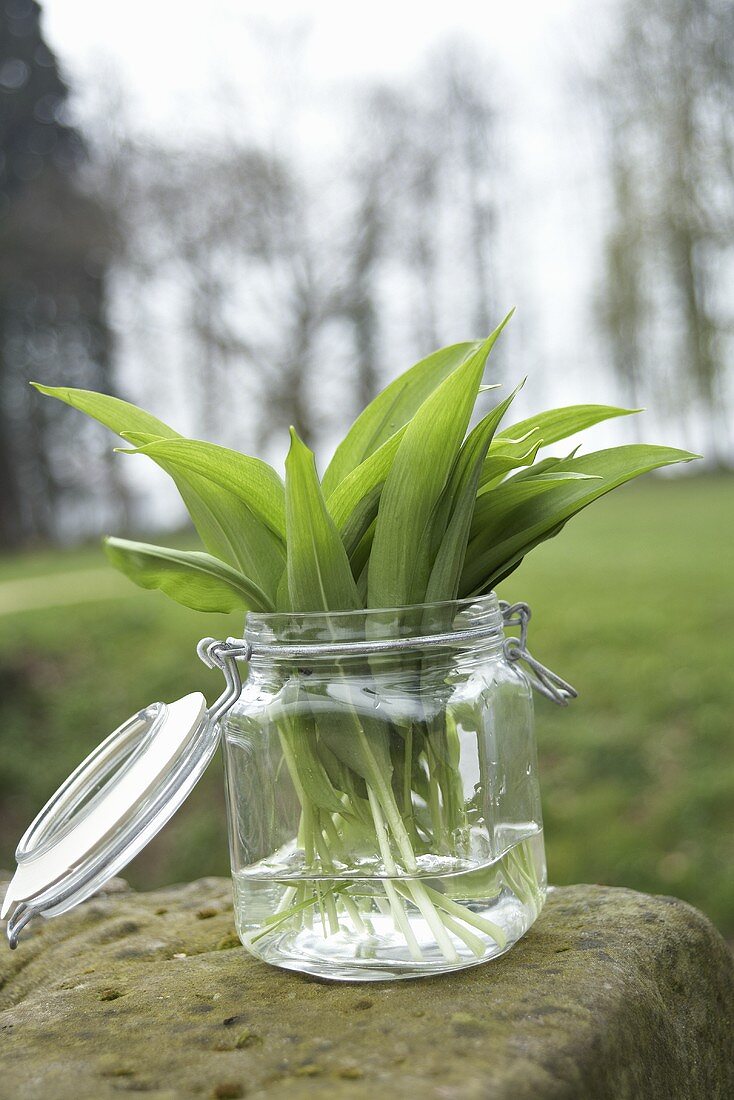 Fresh ramsons (wild garlic) leaves in a preserving jar