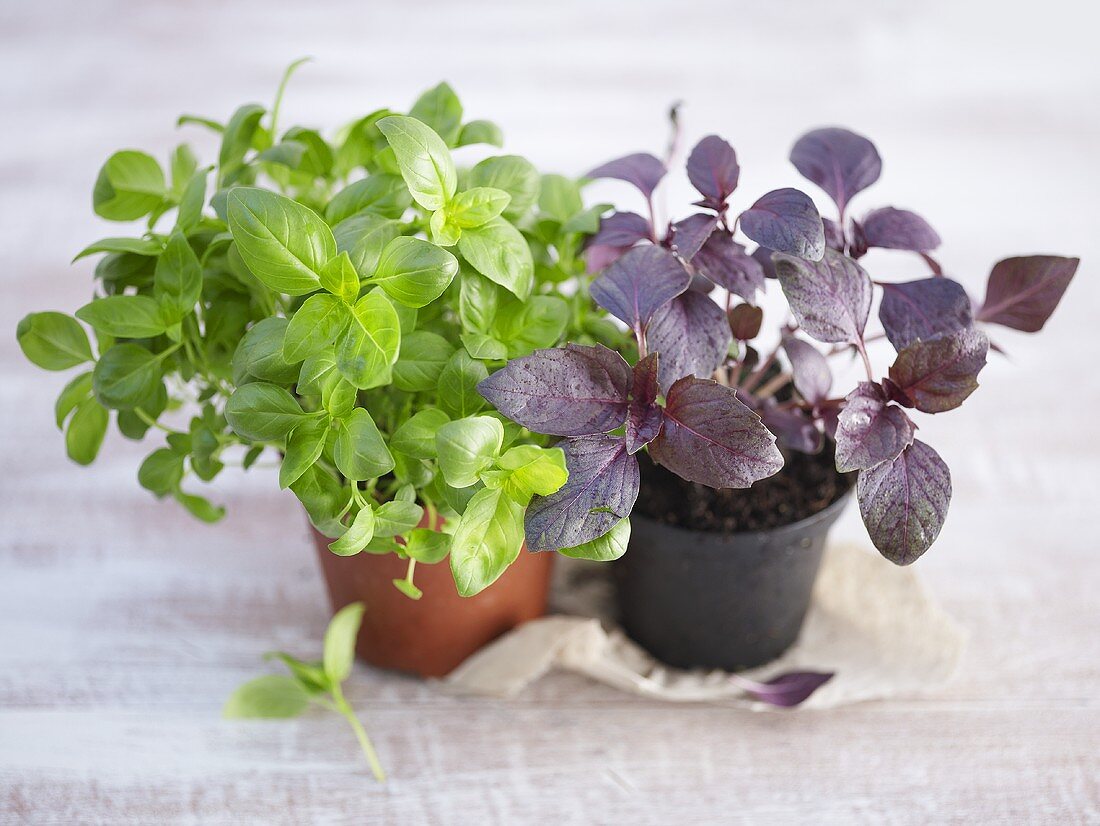 Two pots of basil