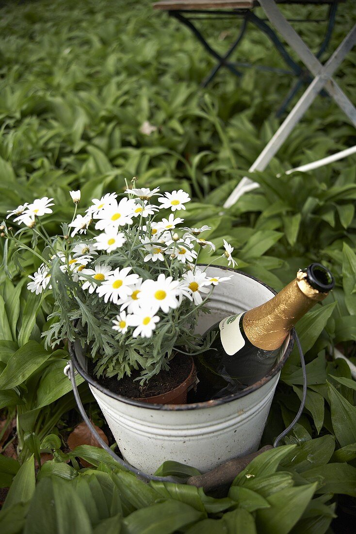 Marguerites and champagne in metal bucket