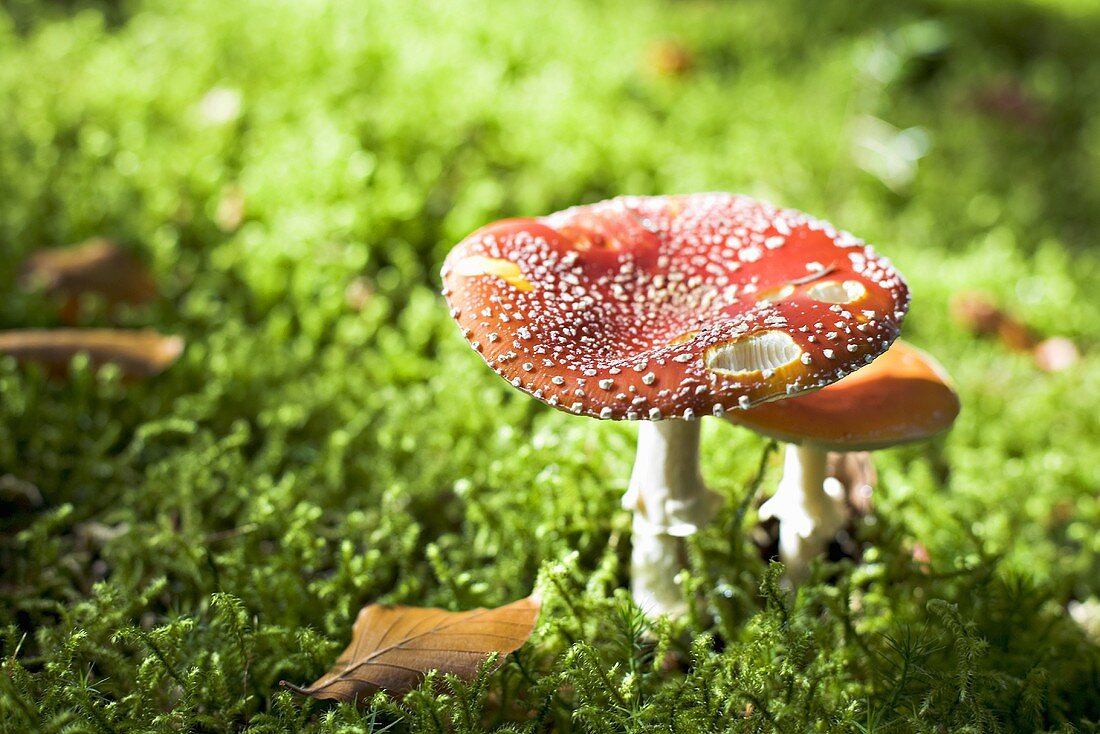 Fly agaric mushrooms in a wood