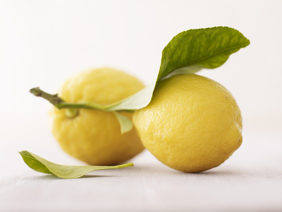 Lemons with stalk and leaf