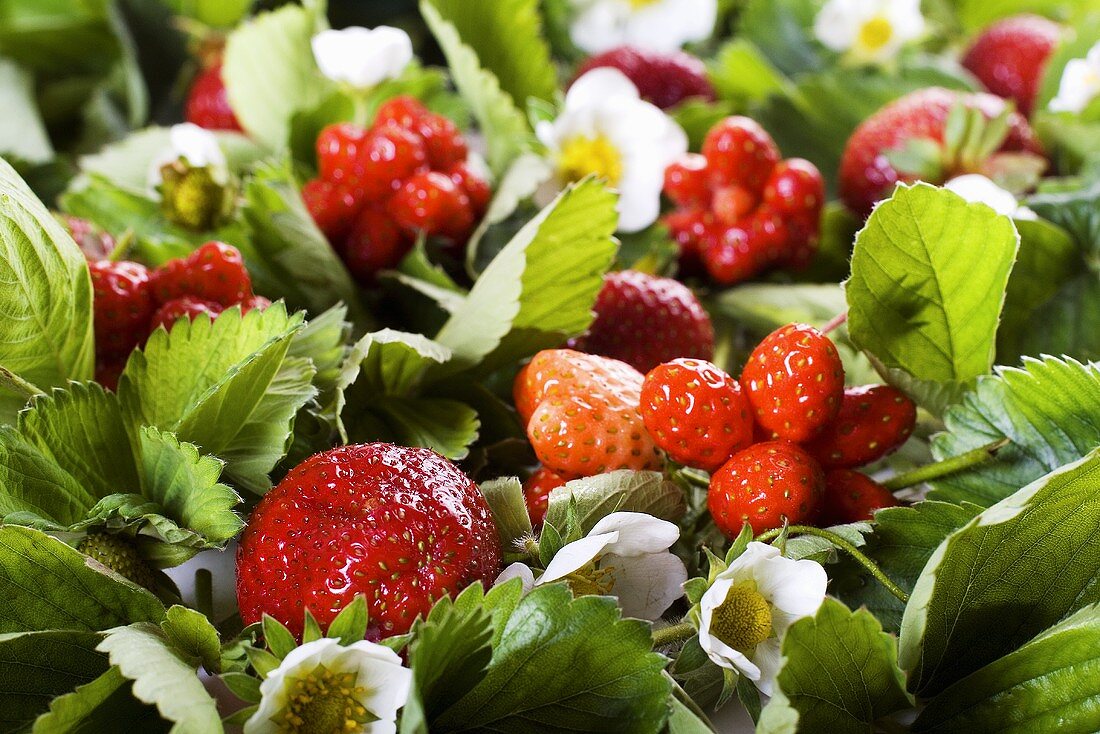 Frische Erdbeeren mit Blättern und Blüten