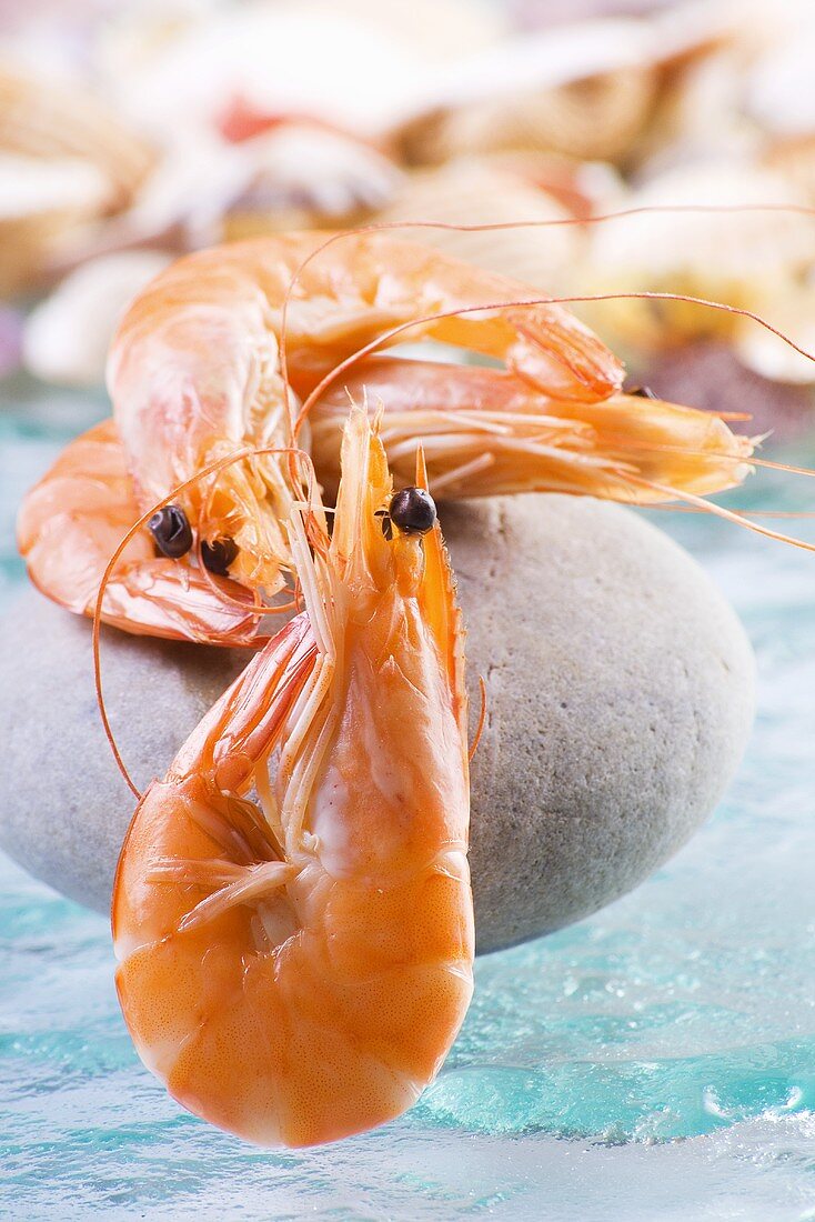 Prawns on a stone