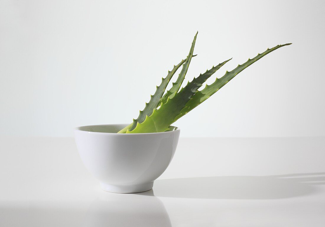 Aloe vera leaves in a bowl