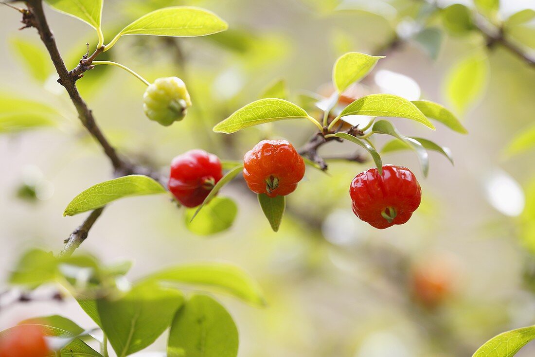Surinam cherry (Eugenia uniflora), also known as Pitanga