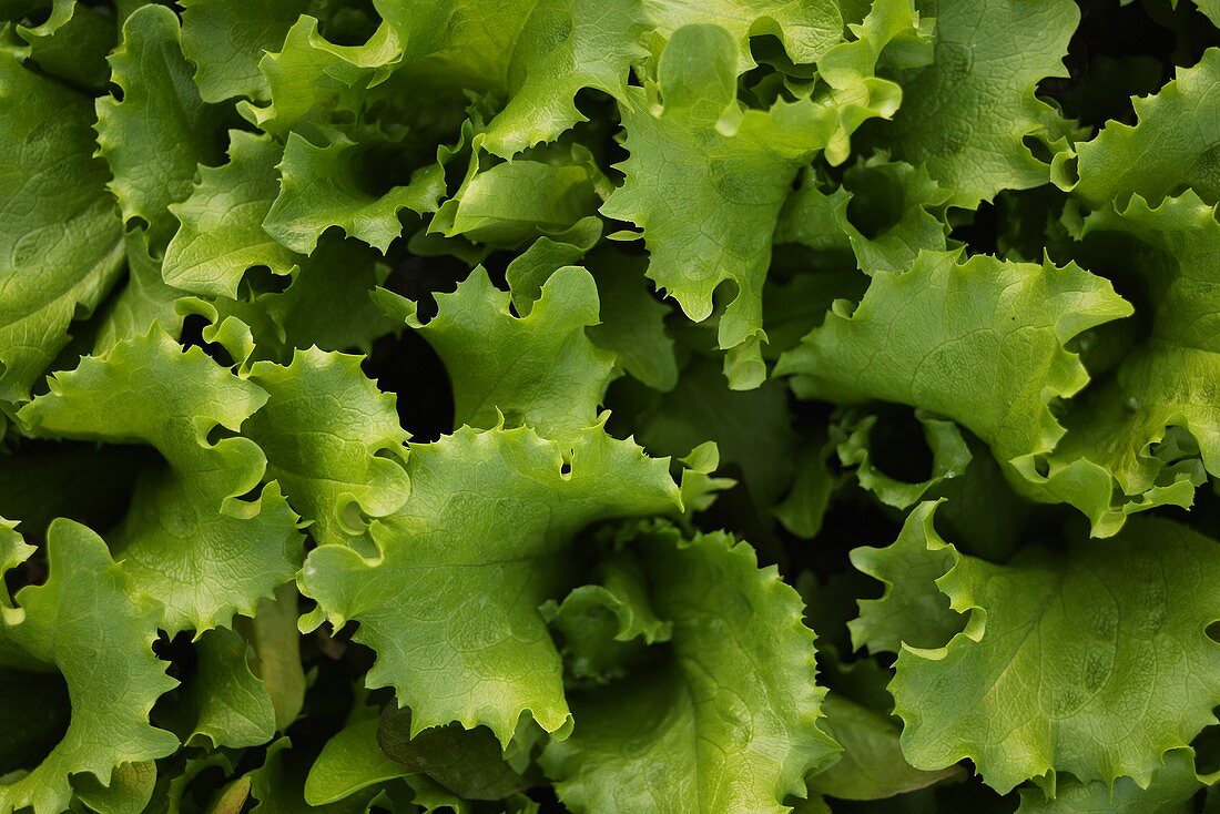 Endive (close-up)